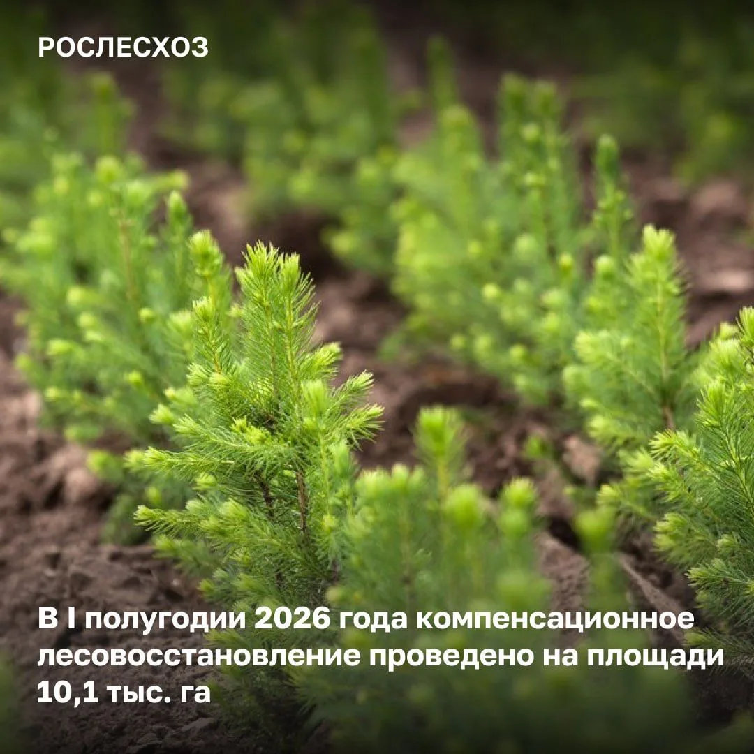 🌲 В рамках реализации федпроекта «Сохранение лесов» в регионах продолжается компенсационное лесовос