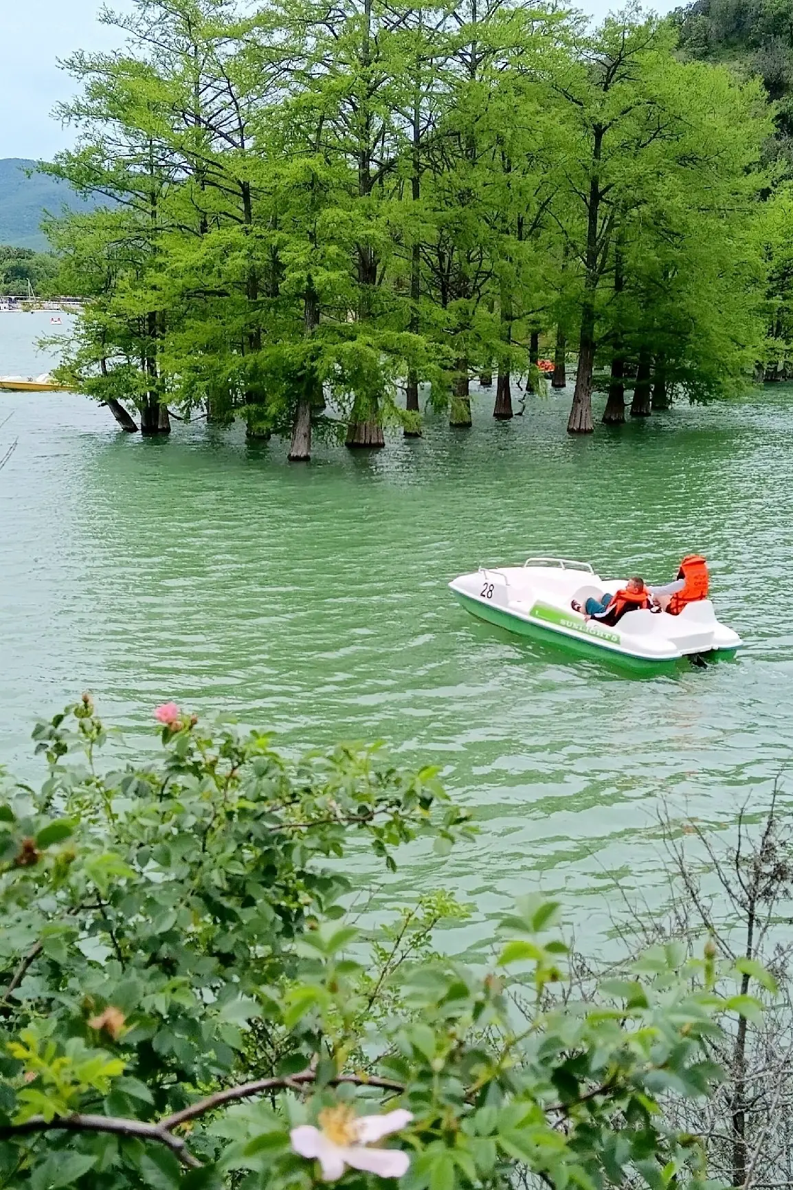 🌲 Кипарисы в Сукко снова в воде! Помните, как было раньше?