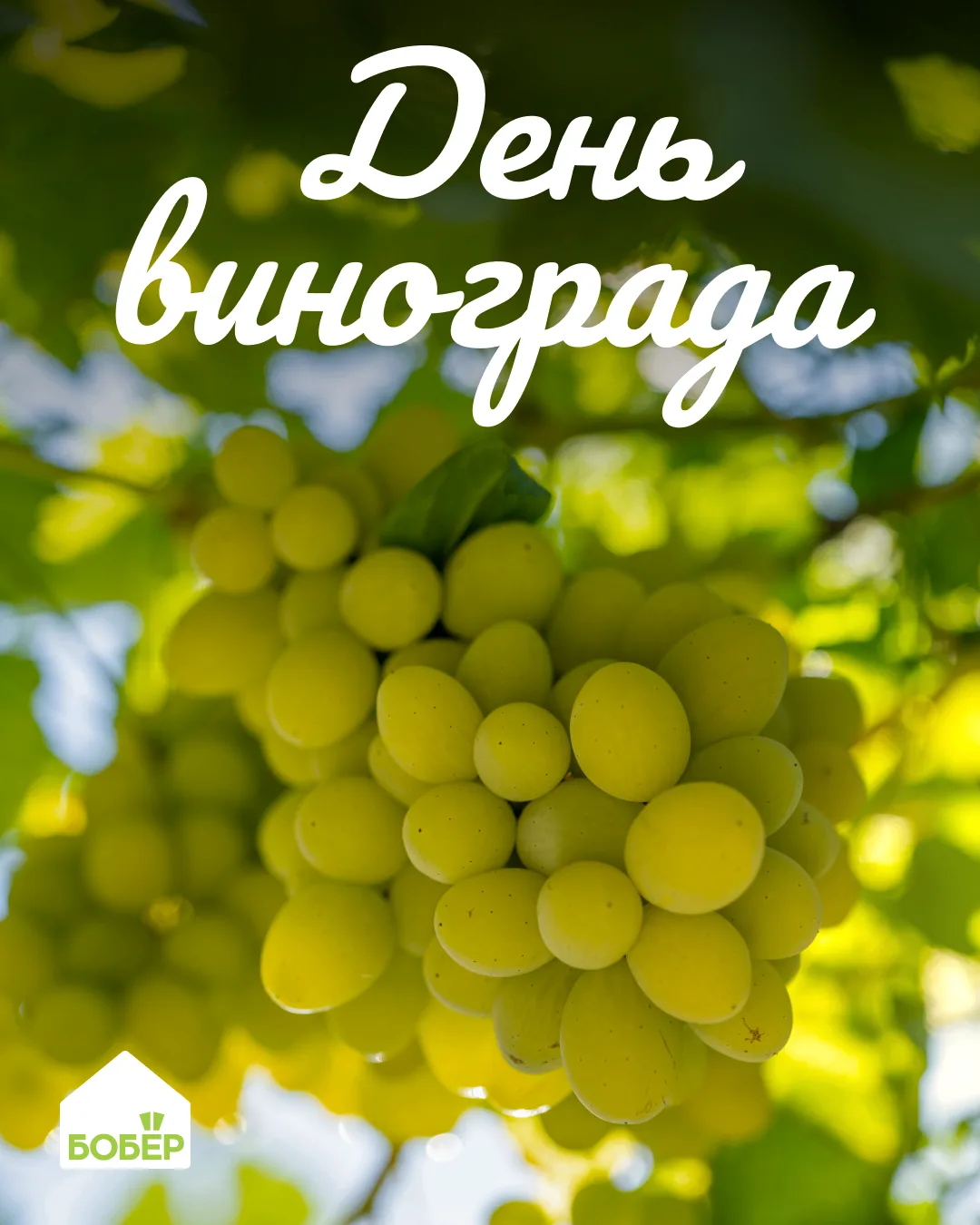 3 сентября отмечается День винограда! 🍇