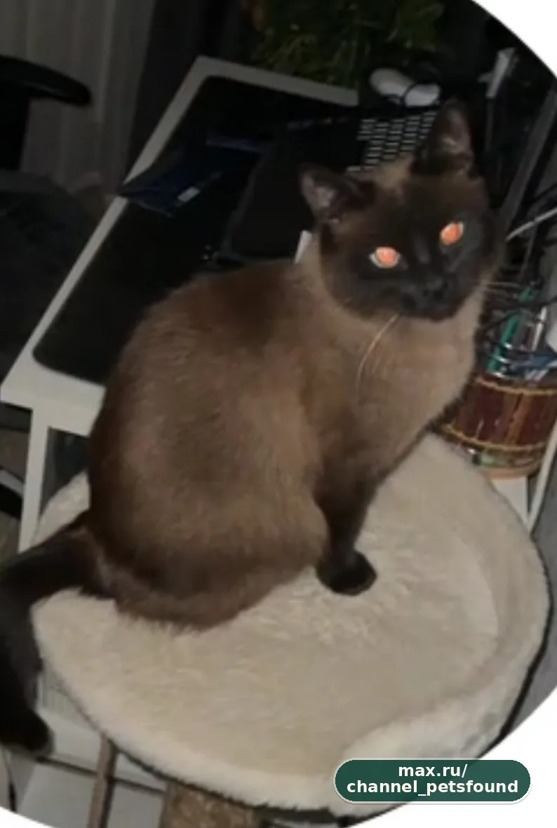 🐾 Пропал питомец — Яхрома