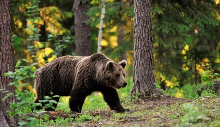 🐻В Бурятии увеличили выплаты охотникам на медведей