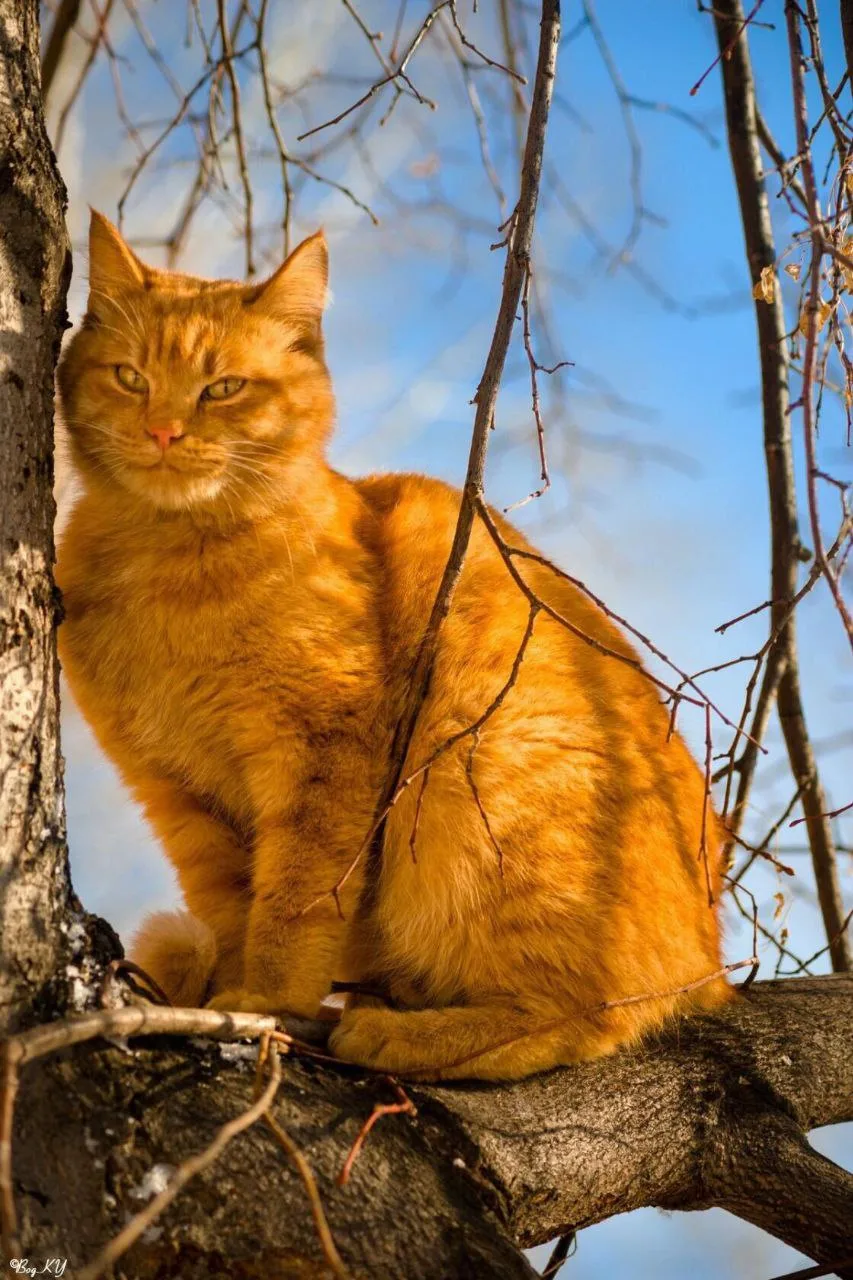 Сама так себе, зато кот умный…