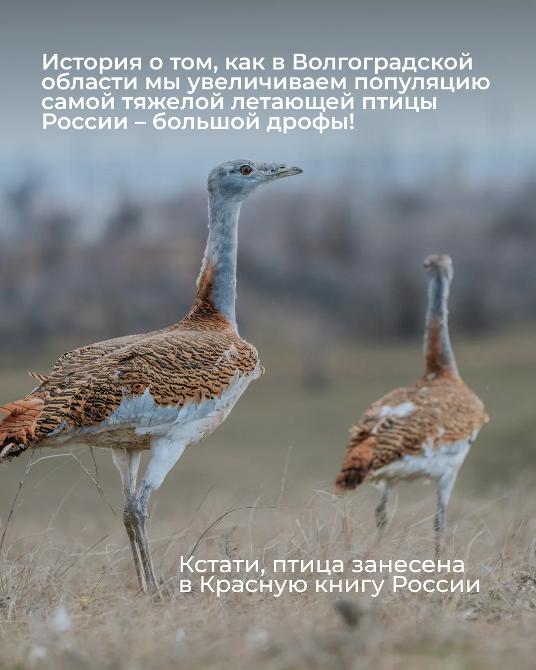 Кажется, Волгоградская область только что стала частью большой истории возвращения дроф! 🐦   В Волго