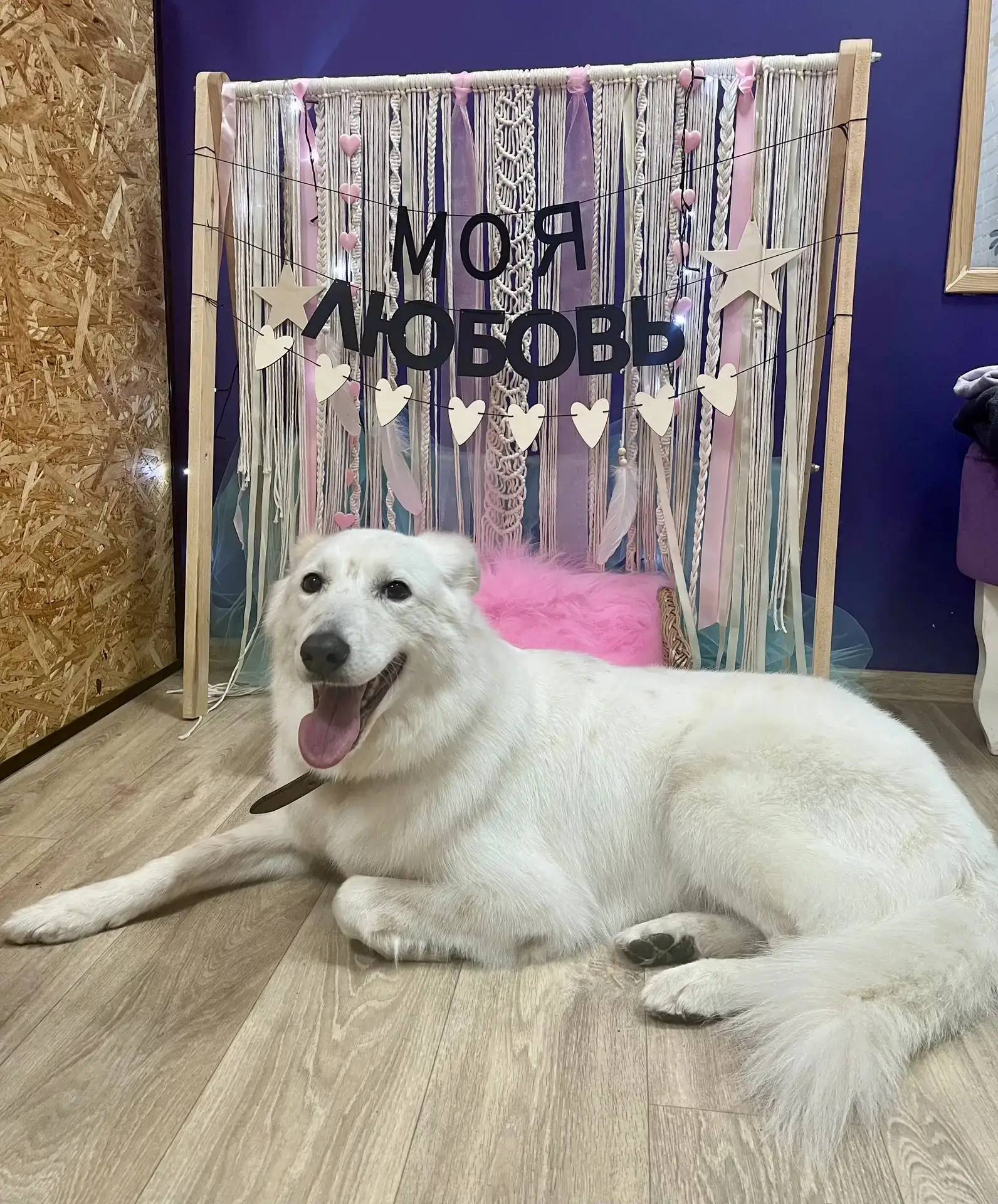 🐕 Собака находит человека... или человек собаку?