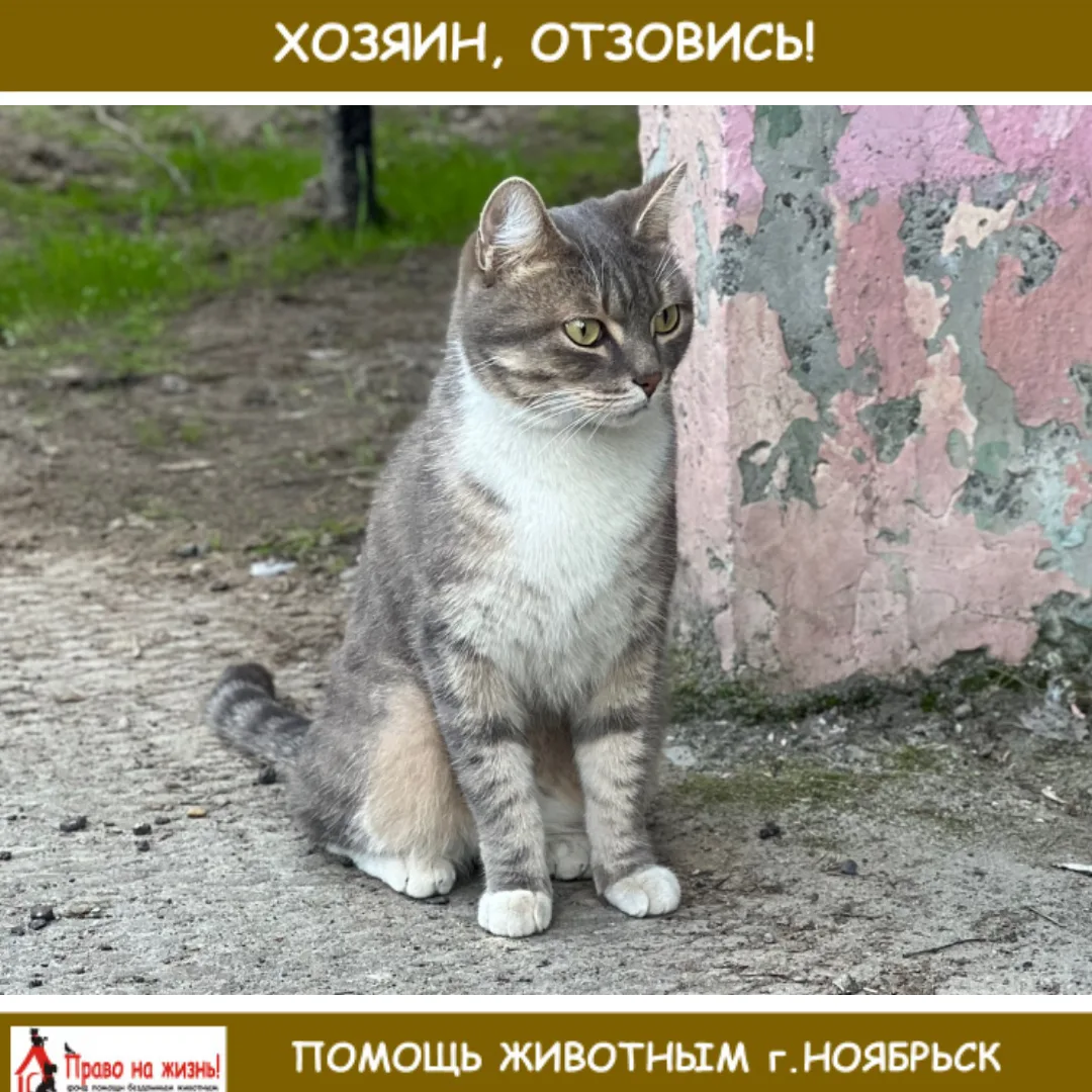 Найден котик, видно, что домашний. Городилова 4. Приютила у себя
