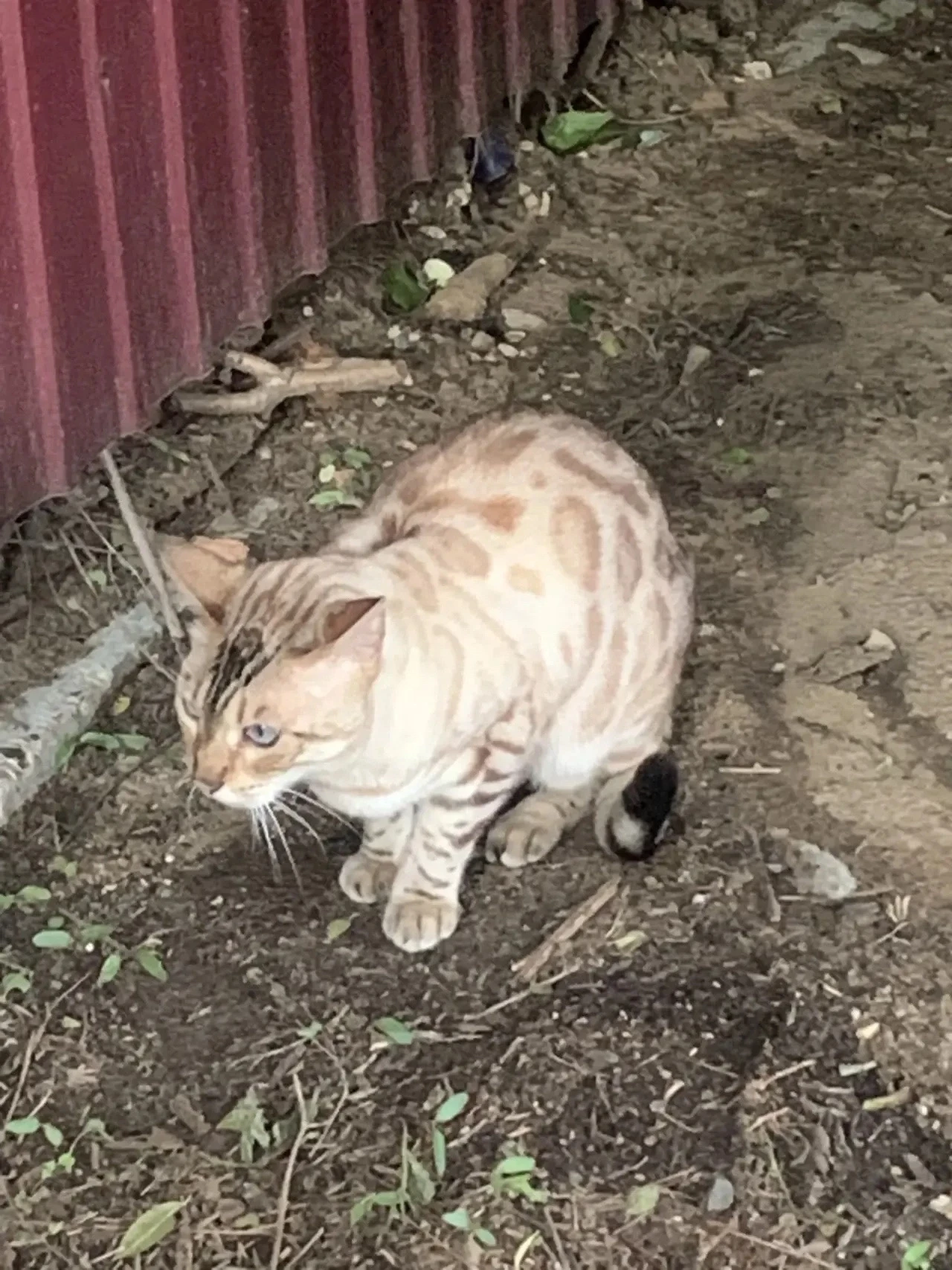 Появилась кошка во дворе дома по ул. Забайкальского рабочего. Поймать можем, близко не ...