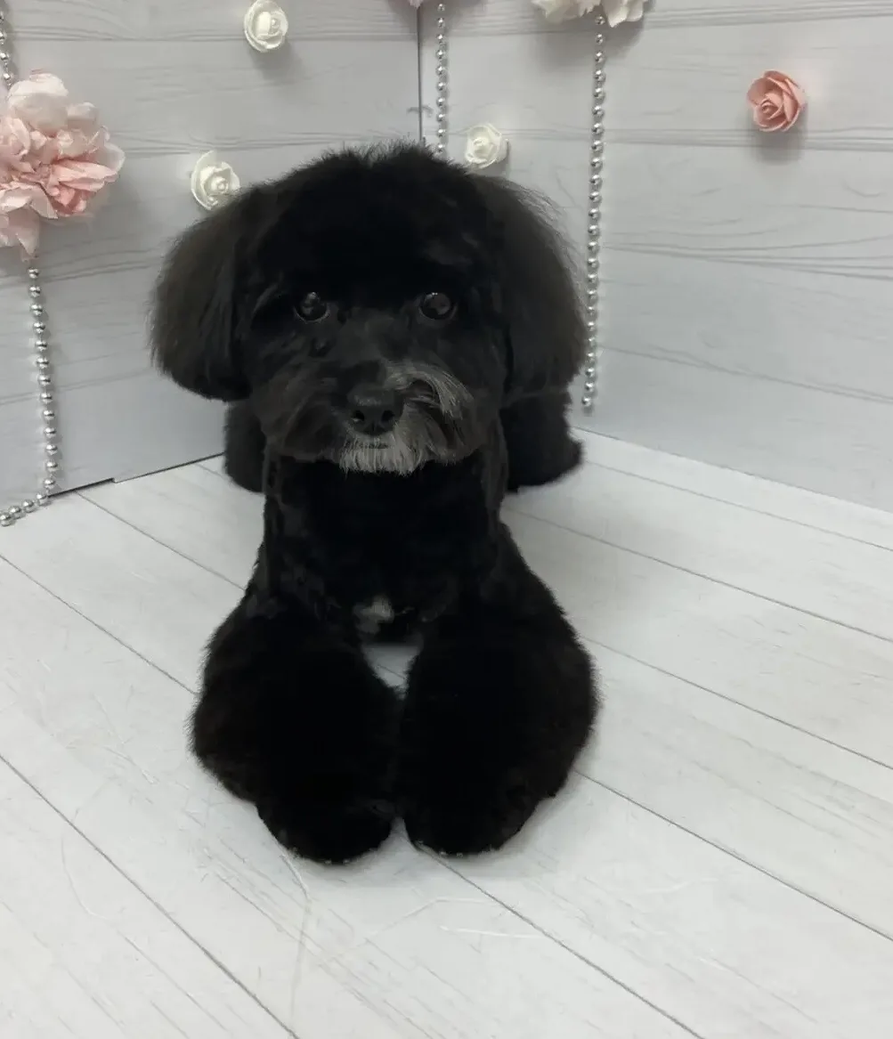 🥰 Вы только посмотрите на эту очаровашку! Антонина после ухода стала как плюшевая😍 Ра...