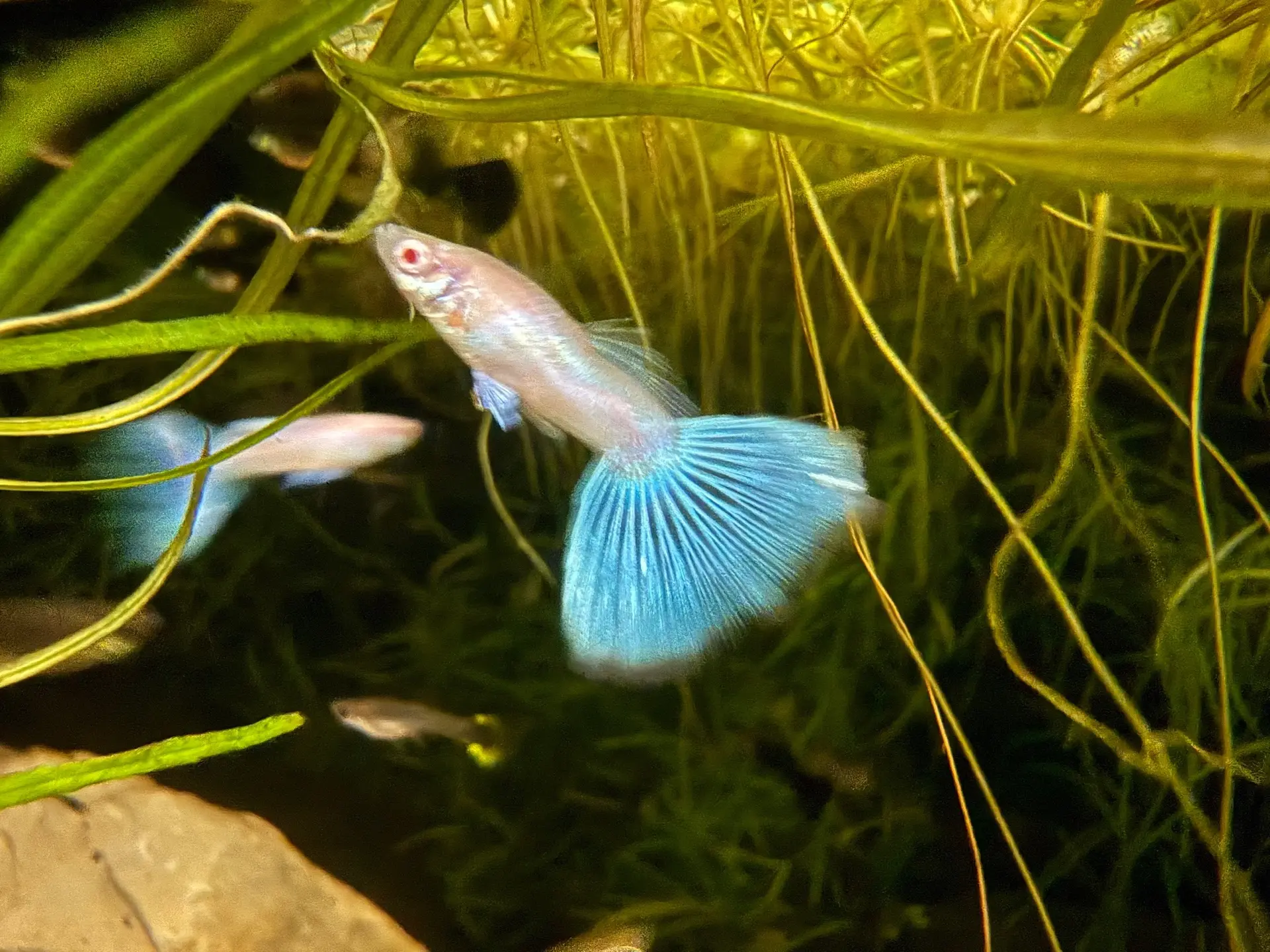 🐟 Съемка гуппи при выключенном свете в аквариуме 💙

На фото наши голубые красавцы 😊
Не все рыбки 