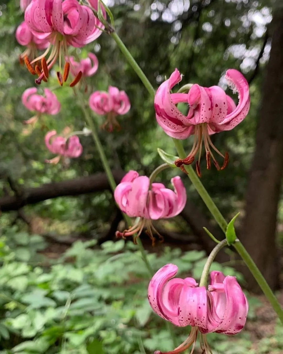 В Теневом саду зацвела лилия кудреватая (Lilium martagon) — один из самых характерных видов лесных л