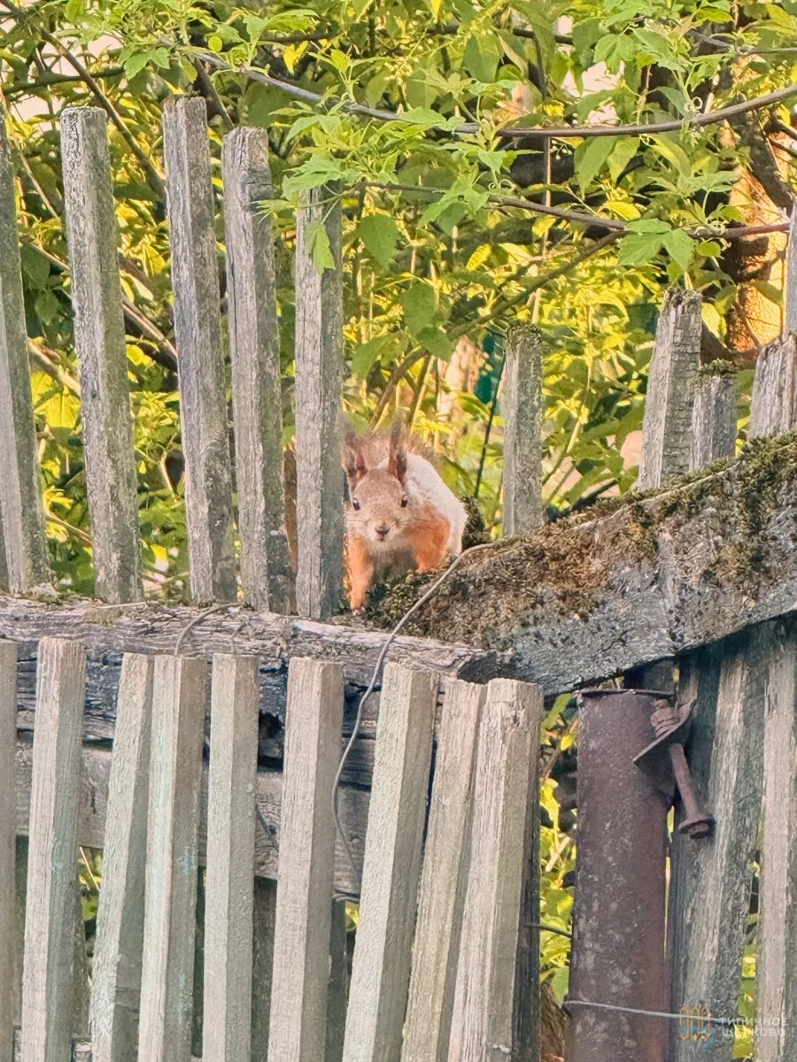 🐿️ Белочка из Загорянки  Подписаться на @shelkovo_online