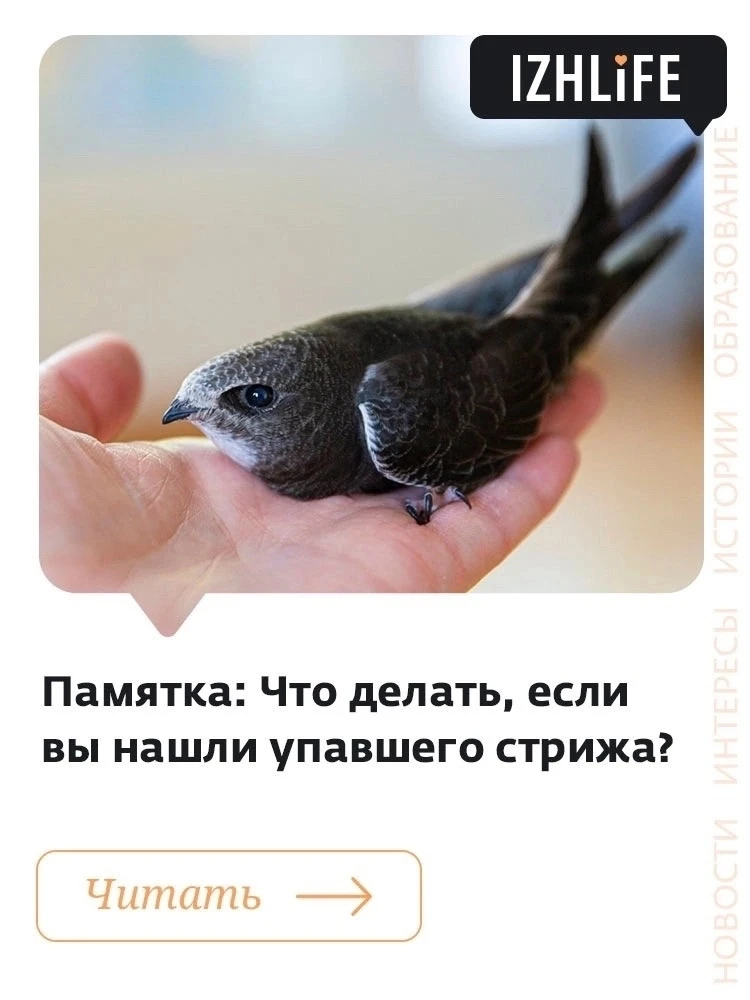 🐦 «Стрижепад» в Ижевске: к чему быть готовым, если вы нашли упавшего стрижа