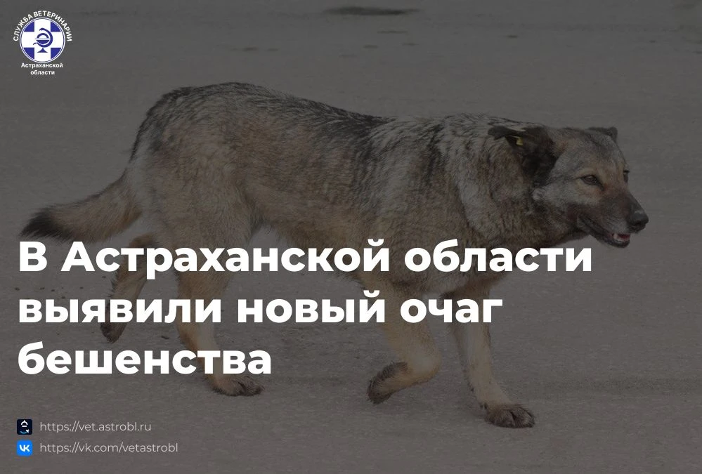 📍Постановлением Губернатора Астраханской области  от 04.02.2026 № 11 установлен карант...