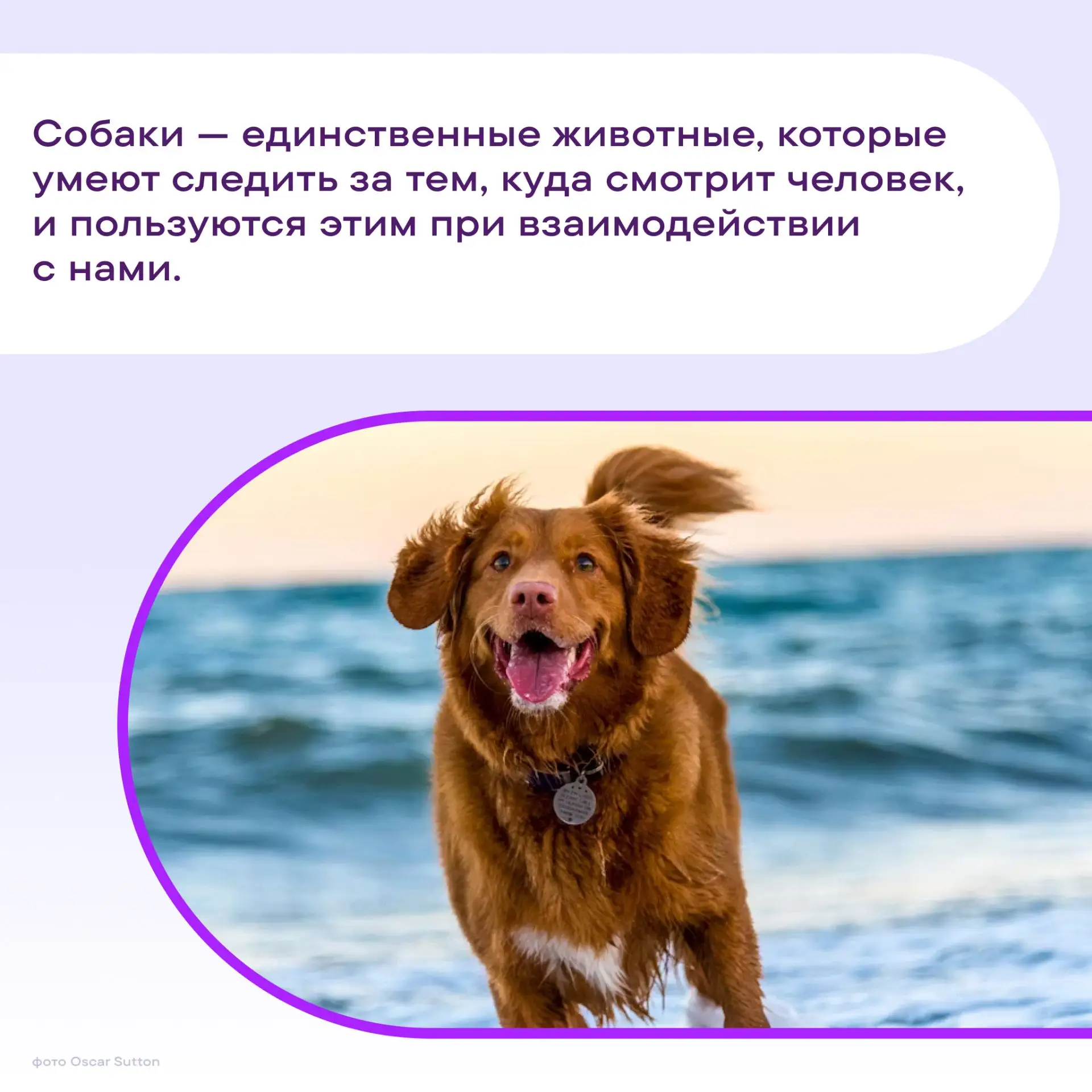 Во Всемирный день собаки #ПростоФакты о ласковых, веселых и самых преданных 🐶 друзьях ...