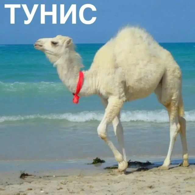 АФРИКА С ФРАНЦУЗСКИМ ШАРМОМ!!!!🩵💙🤍