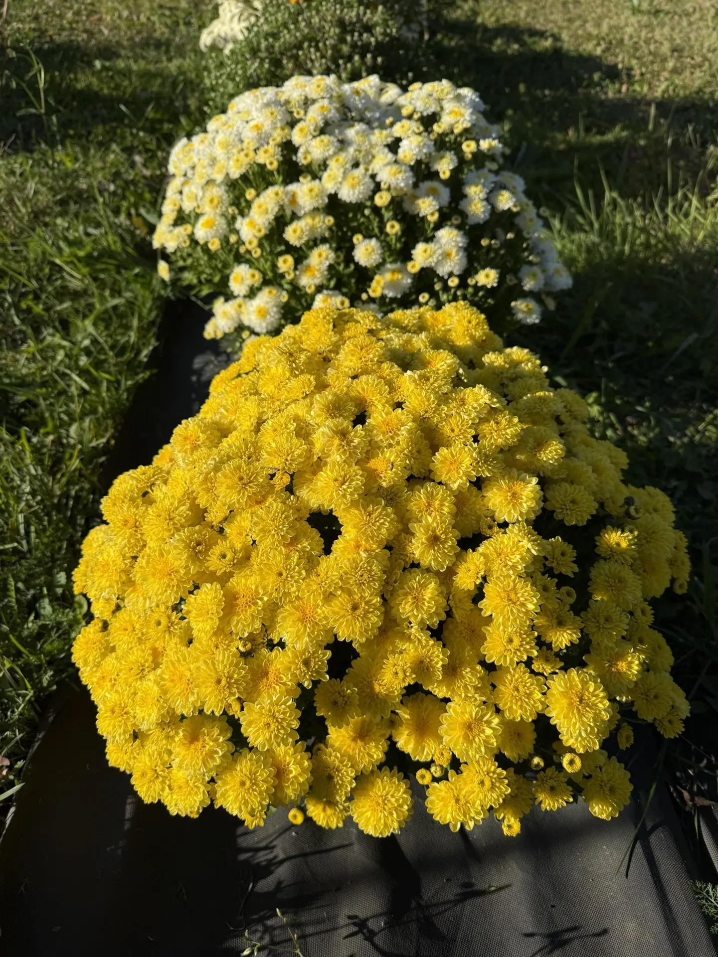 из одной маленькой веточки к осени вот такие красивые шарики вырастают😍