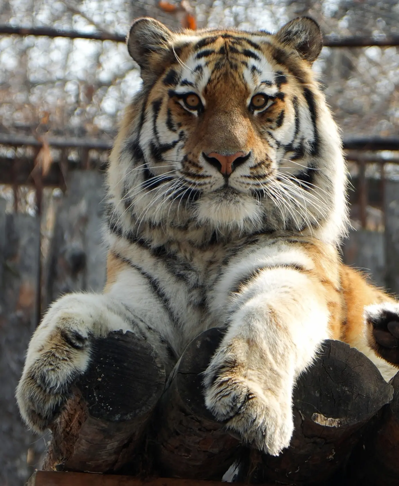 🌿🐯 ЗООСАДУ—24 ГОДА!