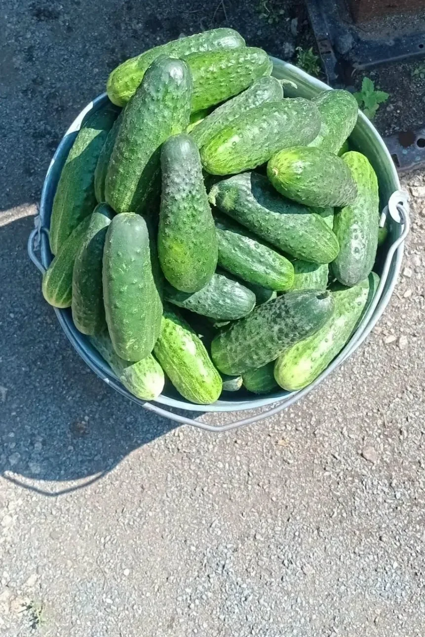 Продам огурцы домашние, 1 кг-80р, тел. 89630792049

Источник: Открыть