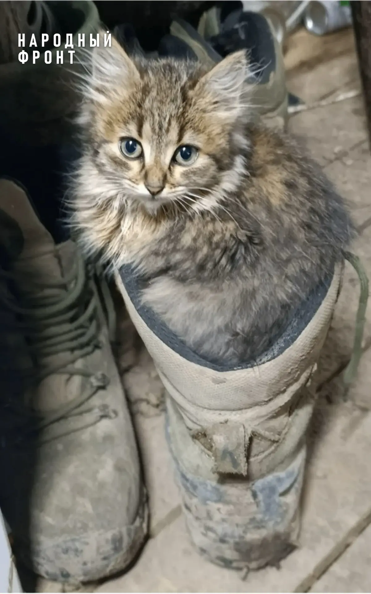 Фронтовой кот в сапогах.