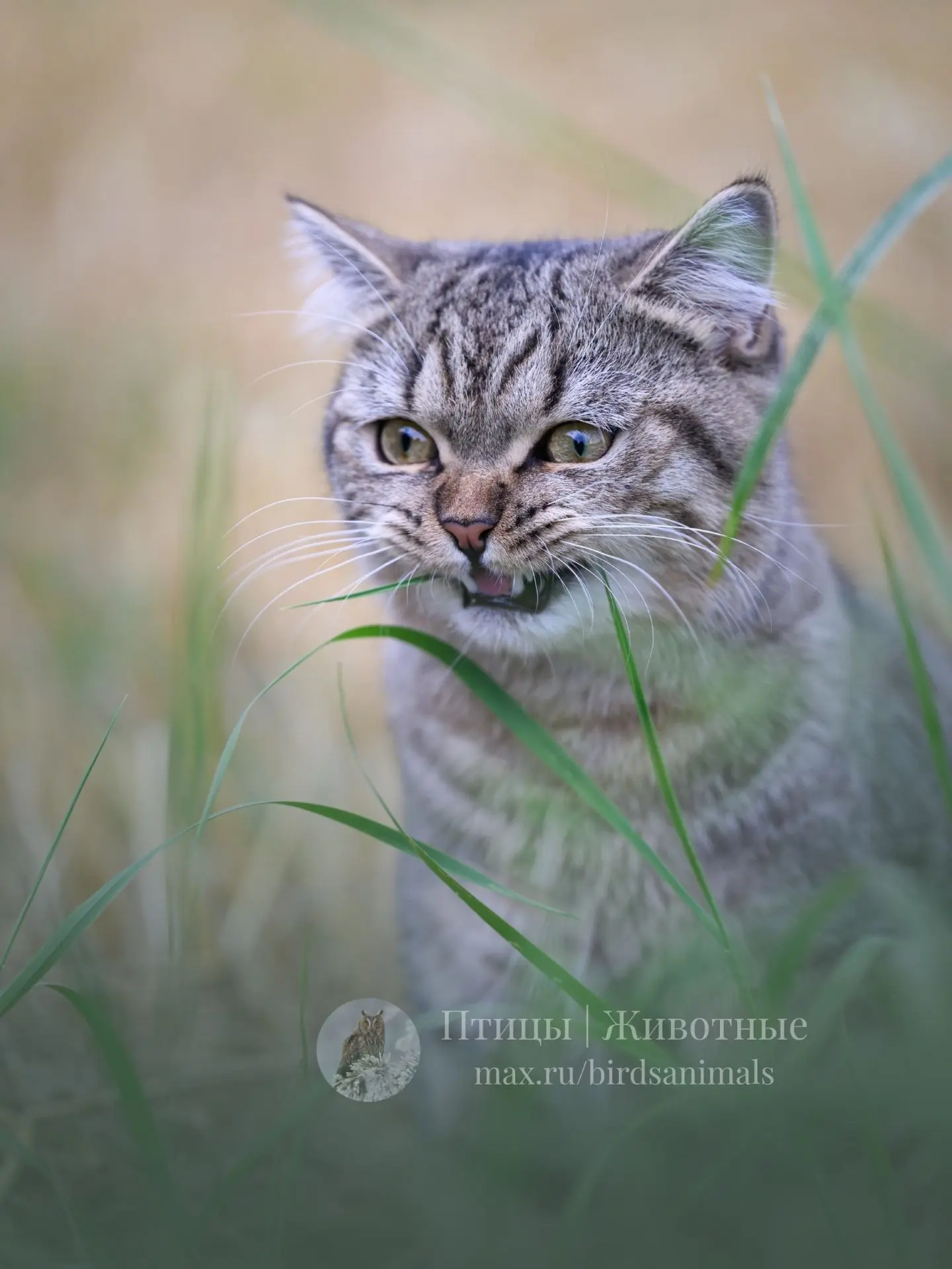 Изображение 6 к публикации «Птицы | Животные»