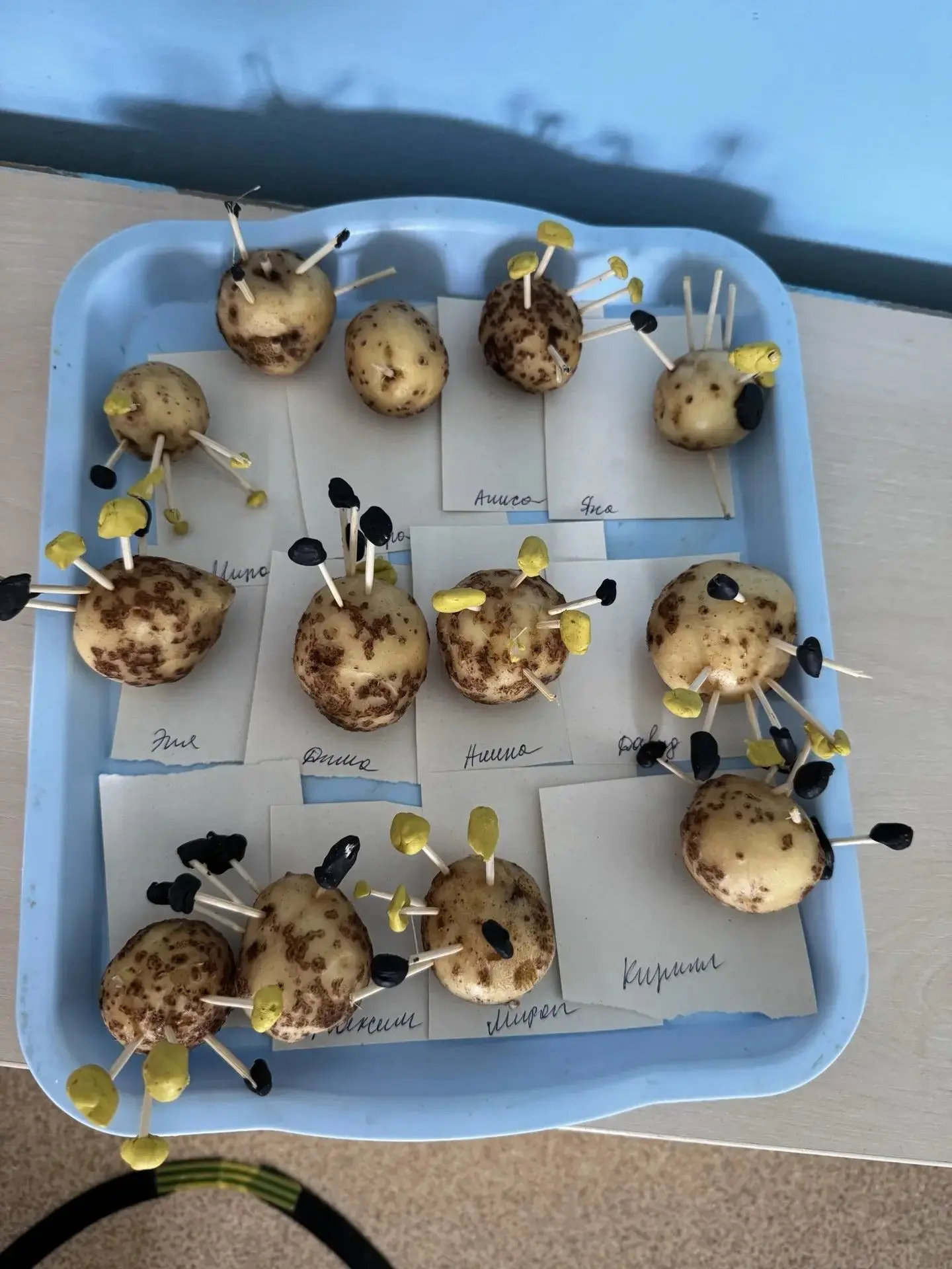 🥔«Картошка — всему голова»