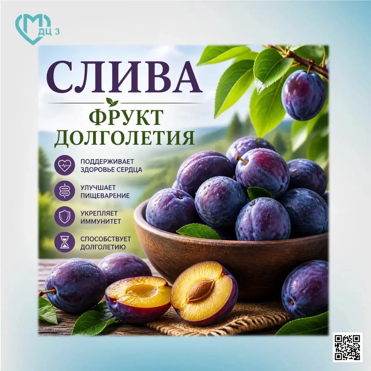 Слива — фрукт долголетия