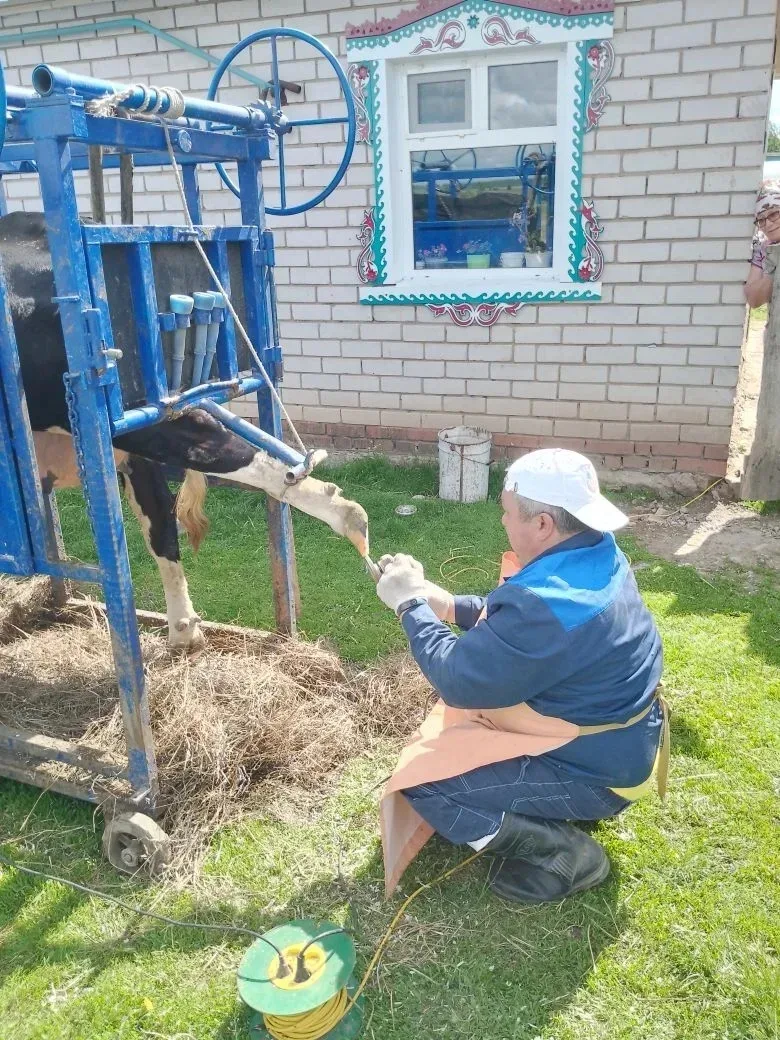 🐄 Терлекләрнең сәламәтлеге тояклардан башлана!

Эре мөгезле терлекләр, сарыклар һәм кәҗәләр өчен то