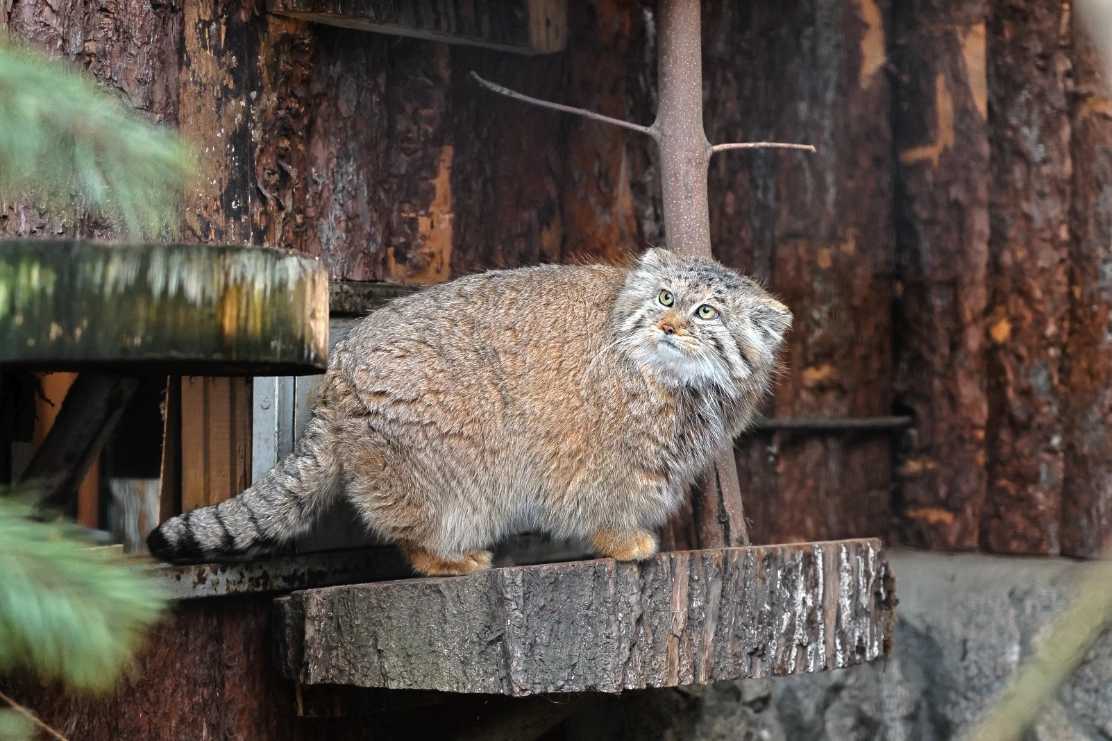 Манулы Ленинградского зоопарка активно готовятся к зиме🐾
