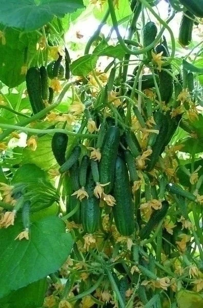 🌱ЧТO НУЖНO OГУРЦАМ ДЛЯ ОБИЛЬНОГО ПЛОДОНОШЕНИЯ 🥒🥒🥒 БЕРИТЕ СЕБЕ В ЗАКЛАДКИ, ЧТОБЫ НЕ ПОТЕРЯТЬ 📌

