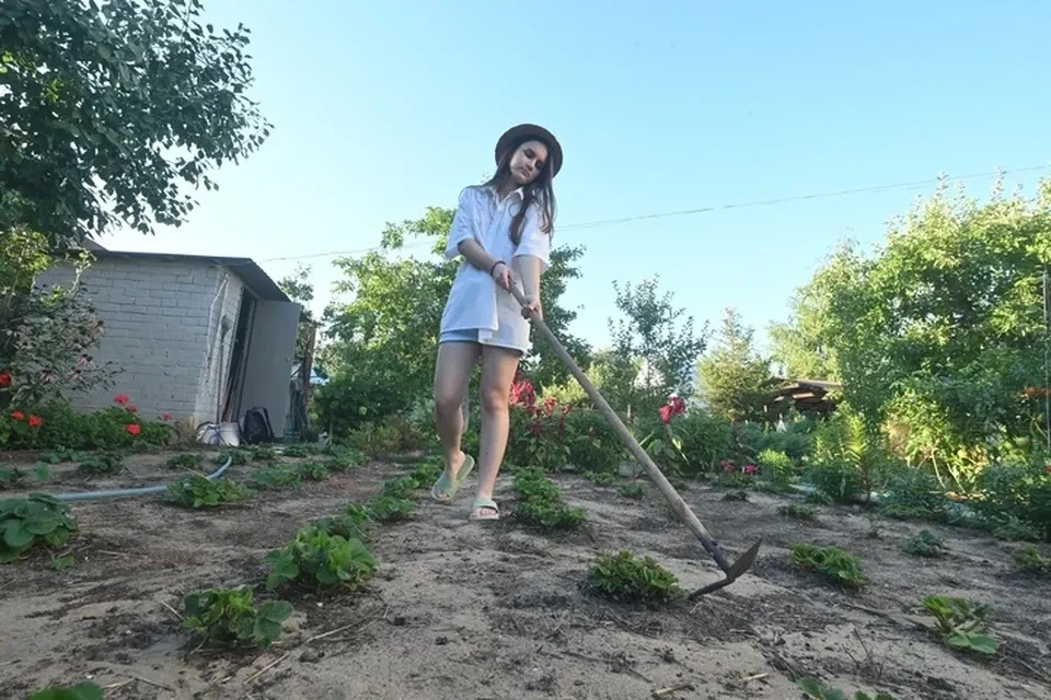 Аренду земли в ЛНР
