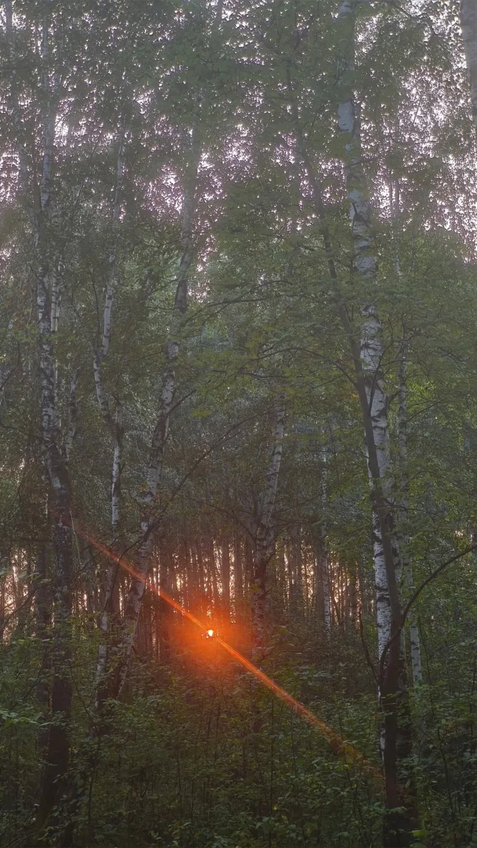 Там, где начинается тишина 🌿