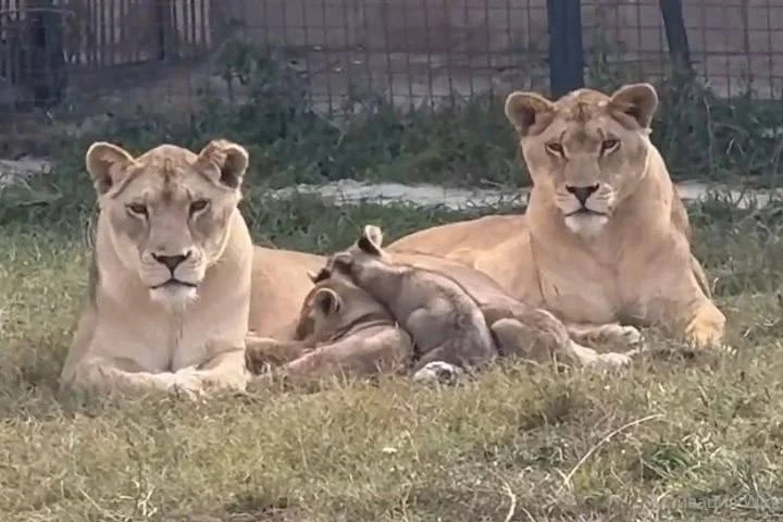 🦁 Шерхан, Муфаса и Киара: в «Тайгане» подросли трое малышей льва Симбы