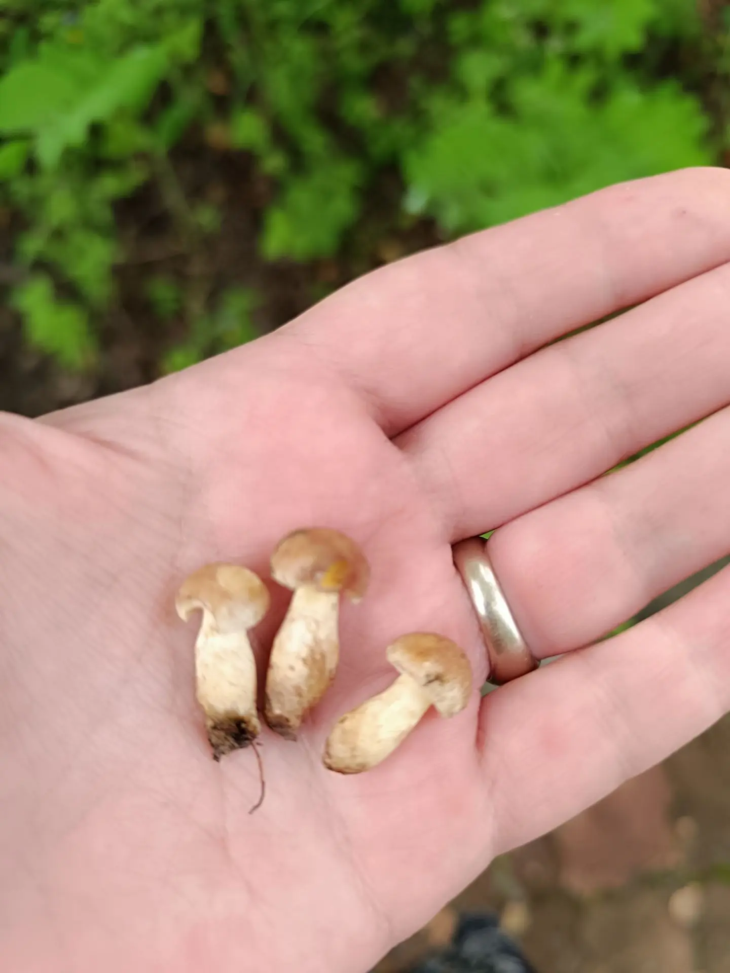 Маслята пошли 😃

От подписчика