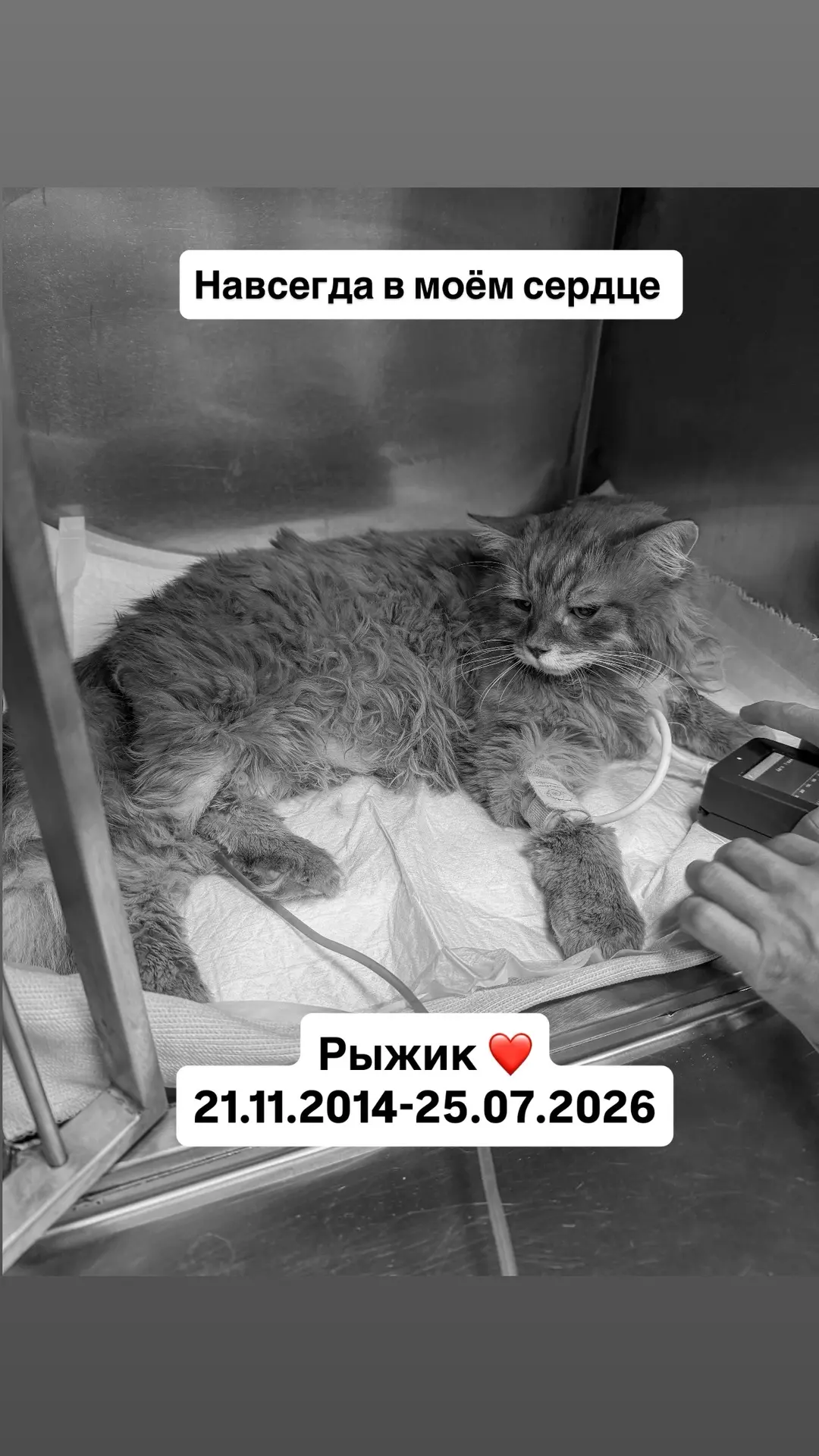 Стоп поиск донора. Рыжик умер. Спасибо всем неравнодушным.
