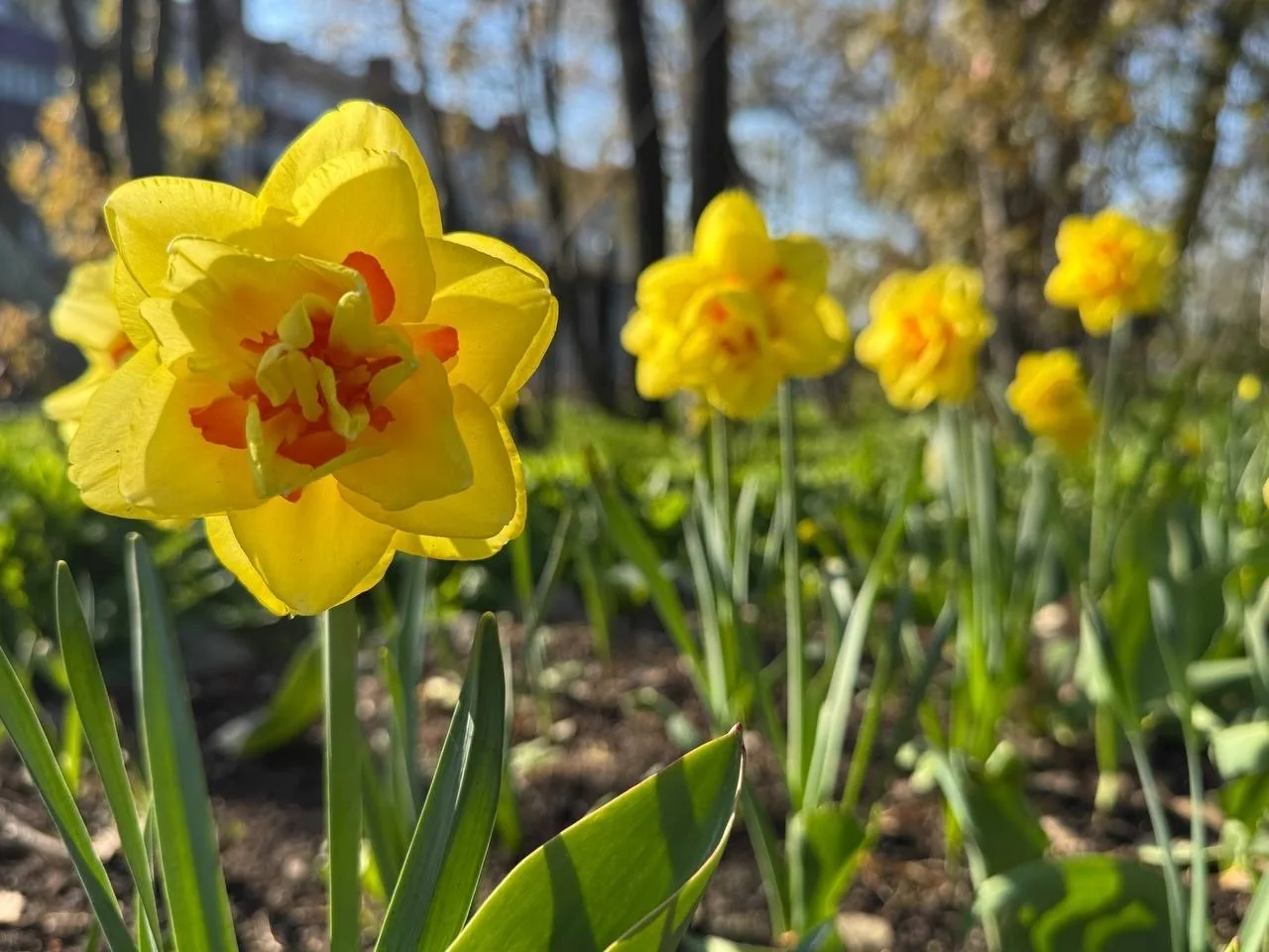 Лучики радости и добра 🌼  Только взгляните на эти чудесные нарциссы – они словно тёплое майское солн