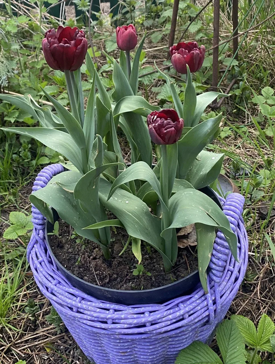 🌷 Способ №2: тюльпаны в контейнерах — мой любимый «цветочный конструктор» 🧺