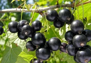 🍇 Смородина в июне наливает ягоды — сейчас азот под запретом, только калий и фосфор.

Лучший выбор: