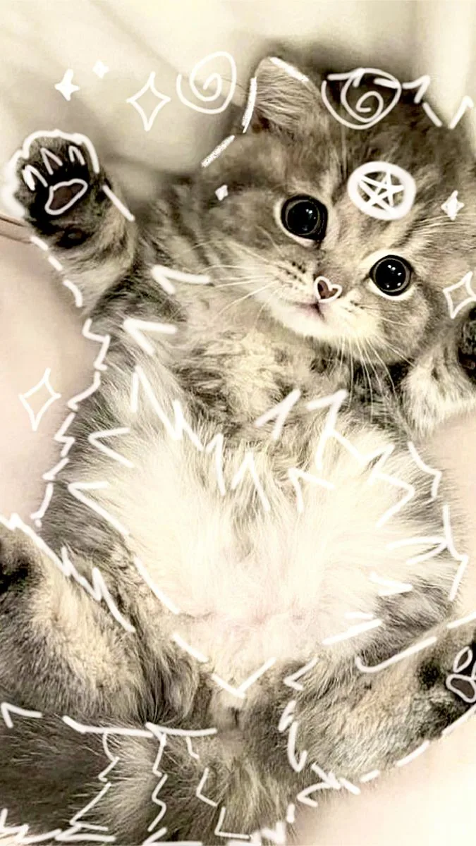 Мимимишные обои с животными 🐱