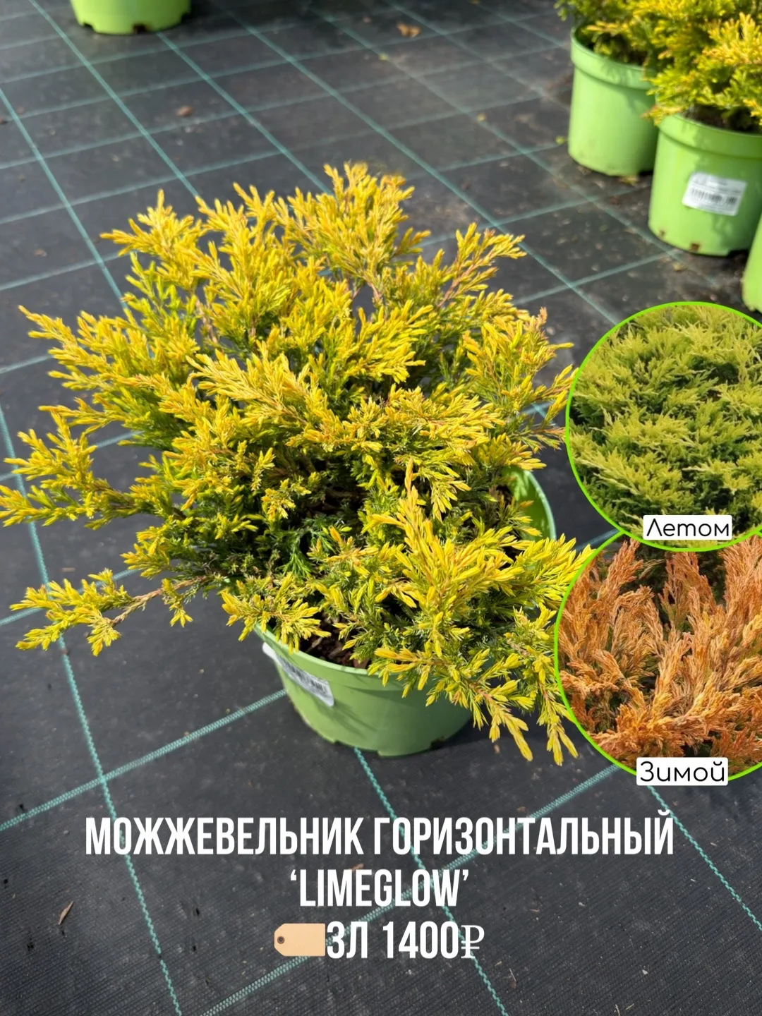 Весной зацветают не только многолетники и кустарники - но и хвойные , например можжевельники🌱😍  И да