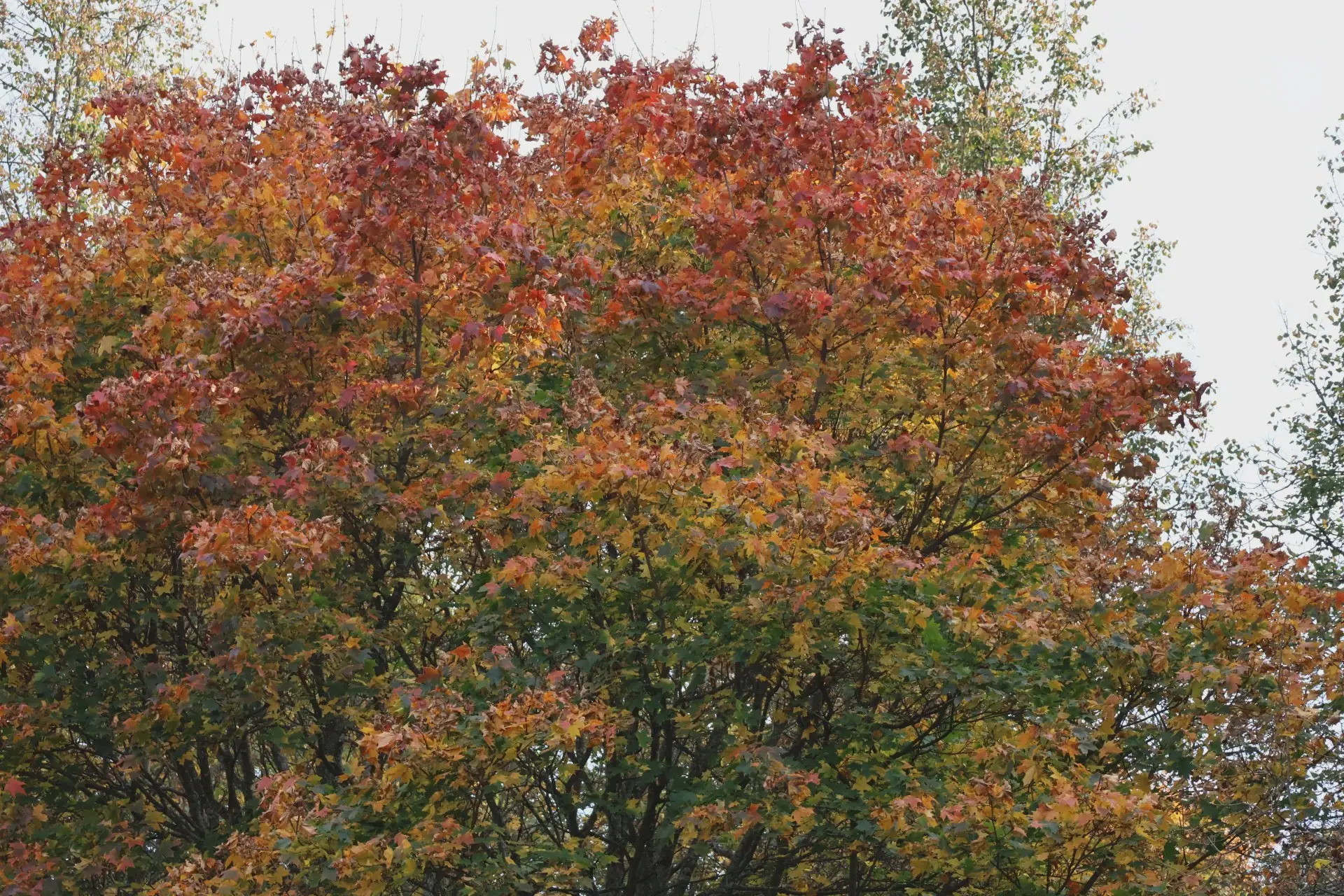 Доброе утро в пятницу, октябрьцы! 🍁