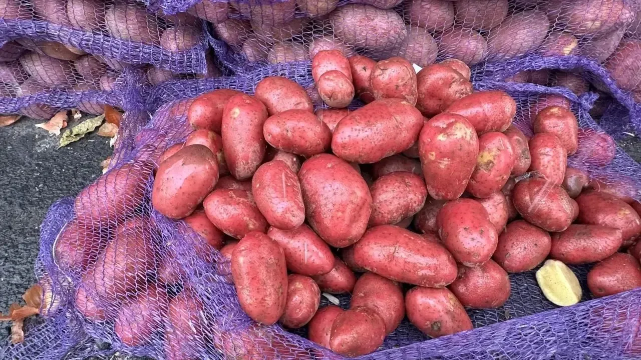 🌽🫑Новокуйбышевцы не уходят без покупок с сельскохозяйственной ярмарки, которая сегодн...