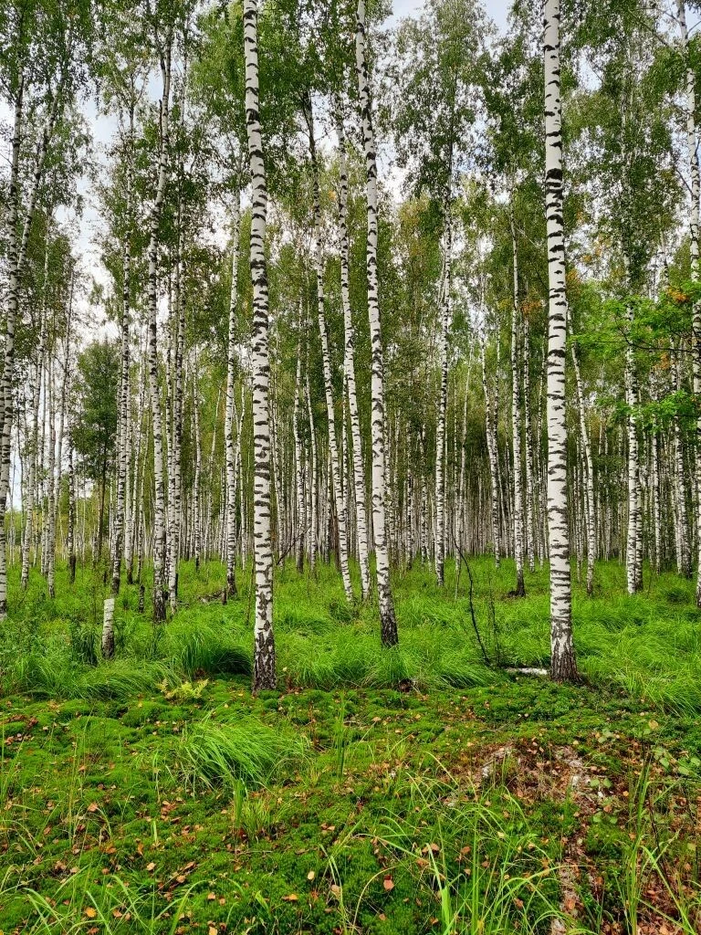 🍀🍄🍁 Начало сентября в Хоботовском лесу