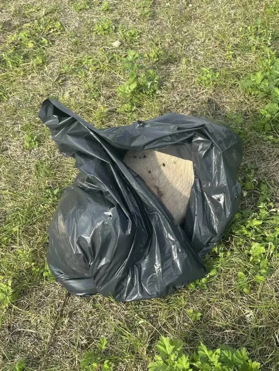 О страшной находке 🚫
