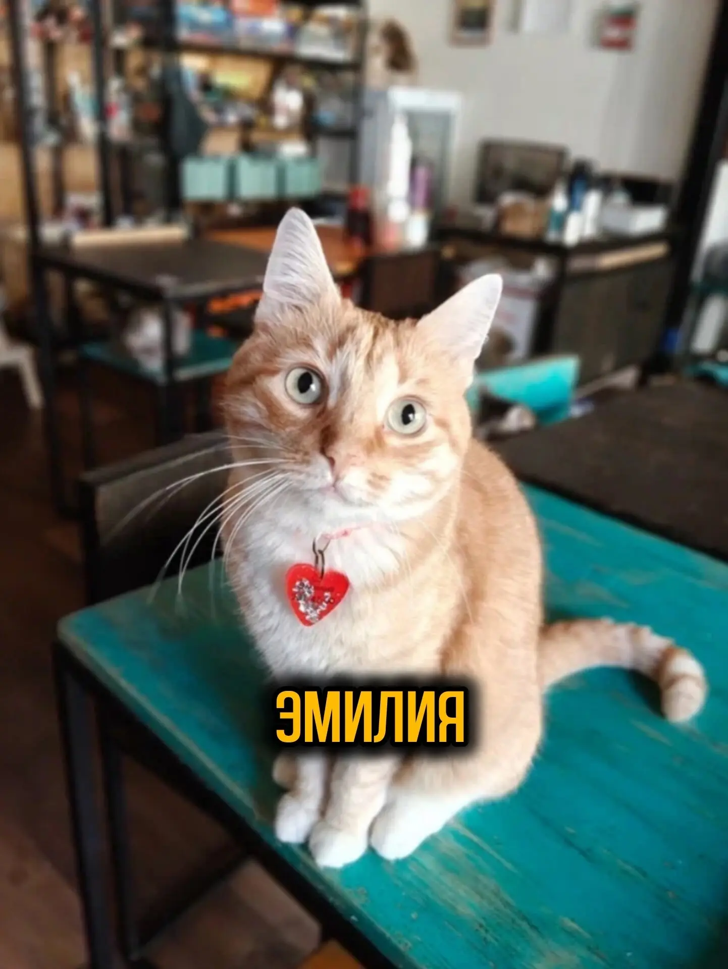 Эмилия 🧡 
 
Рыжая красотка с интересным характером. 
Эмилия спокойная и тихая кошечка, пока ее не т