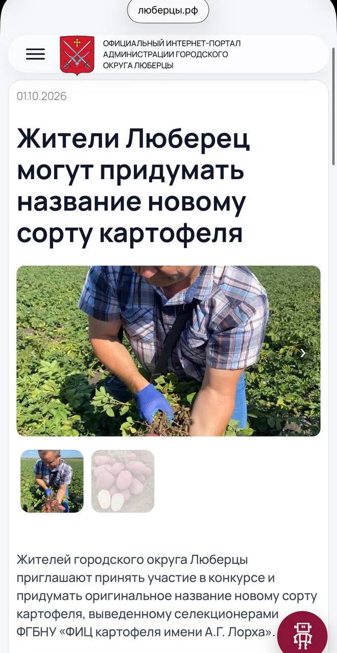 🥔 Жителям предлагают назвать новый сорт картофеля