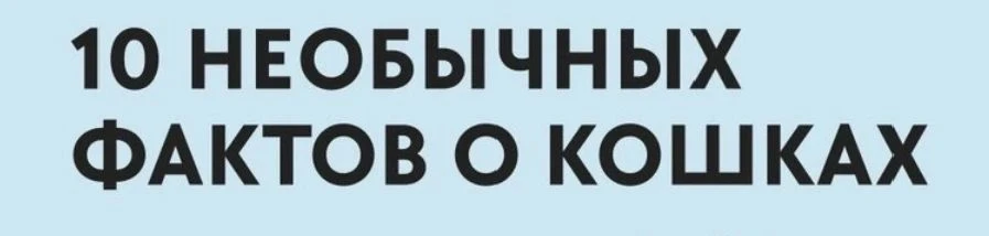 10 необычных фактов о кошках