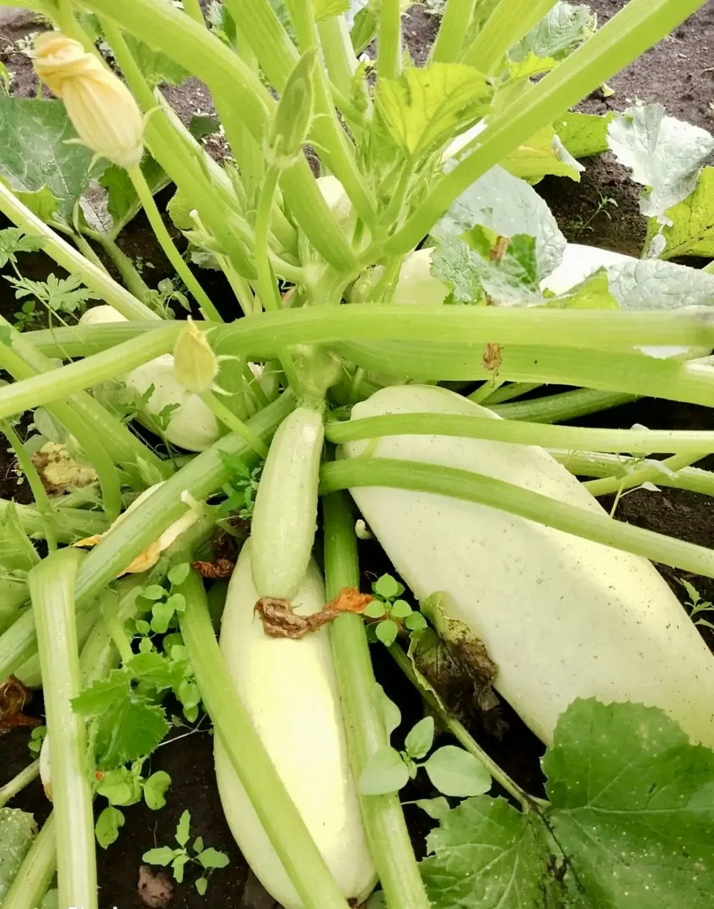 🌻 У кого‑то цветочный рай, а у кого‑то — кабачковое царство! 😄

И знаете, мы одинаково рады и нежн