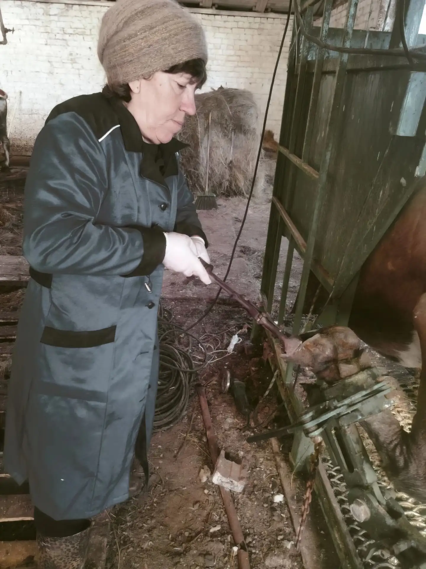 🐂 Перед тем как выпустить стадо на просторы полей, ветеринарный врач Цыпаева Зоя Алекс...