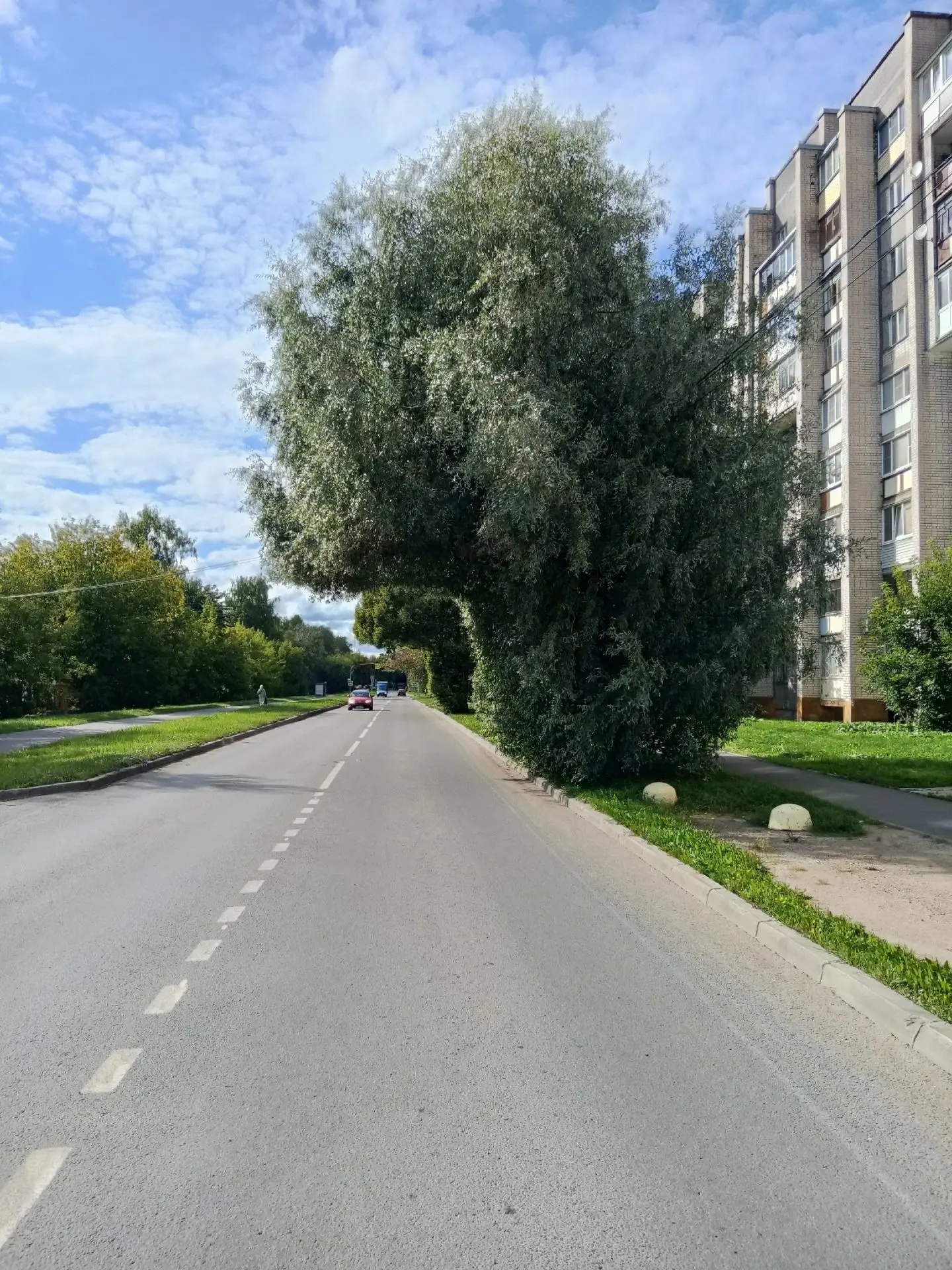 Фото интересной подрезки деревьев разместили в группе "Деревья Череповца".