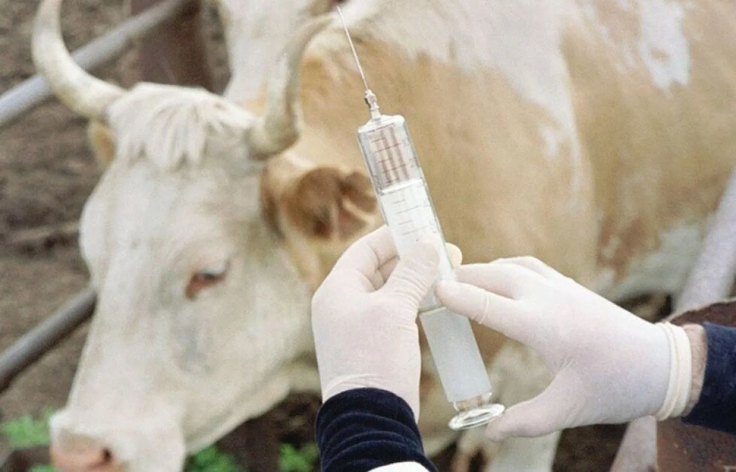 Мариупольские ветеринары провели вакцинацию и диагностику сельскохозяйственных животных  На минувшей