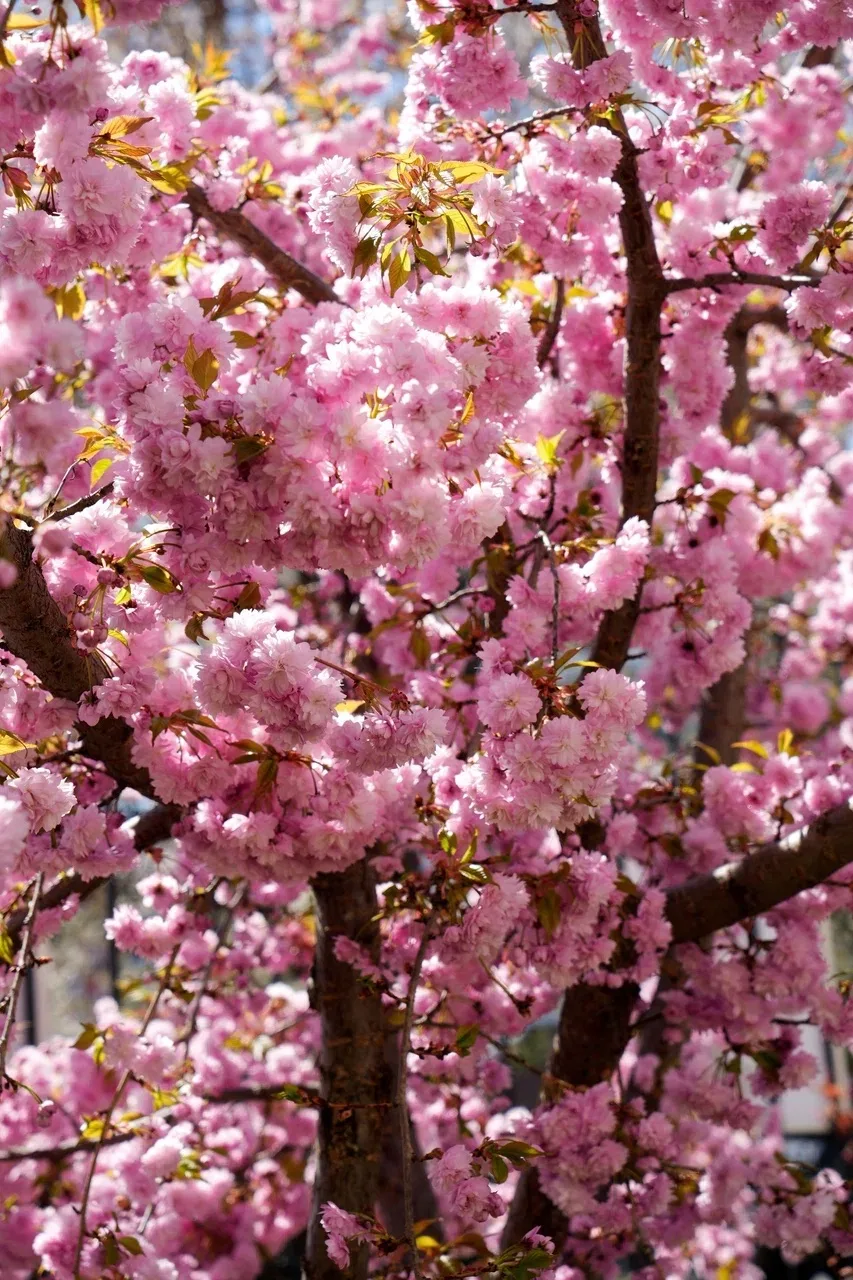 🌸 Доброе утро, университет!  За окном — весна, а во дворе вуза — такая красота!  Сакура расцвела, и 